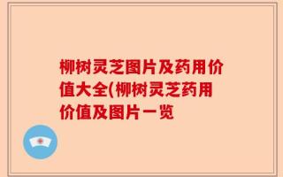 柳树灵芝图片及药用价值大全(柳树灵芝药用价值及图片一览