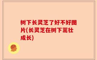 树下长灵芝了好不好图片(长灵芝在树下茁壮成长)