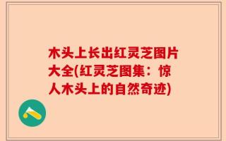 木头上长出红灵芝图片大全(红灵芝图集：惊人木头上的自然奇迹)