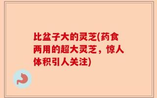 比盆子大的灵芝(药食两用的超大灵芝，惊人体积引人关注)