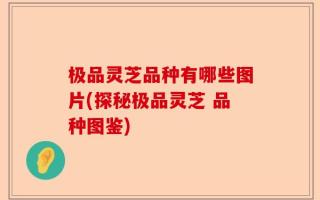极品灵芝品种有哪些图片(探秘极品灵芝 品种图鉴)
