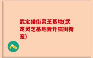武定猫街灵芝基地(武定灵芝基地晋升猫街新宠)