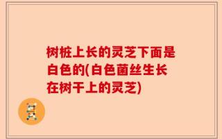 树桩上长的灵芝下面是白色的(白色菌丝生长在树干上的灵芝)