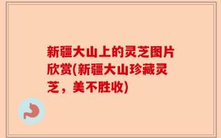 新疆大山上的灵芝图片欣赏(新疆大山珍藏灵芝，美不胜收)