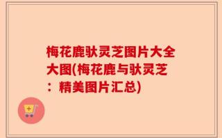 梅花鹿驮灵芝图片大全大图(梅花鹿与驮灵芝：精美图片汇总)