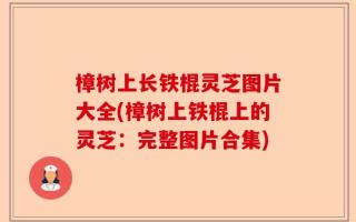 樟树上长铁棍灵芝图片大全(樟树上铁棍上的灵芝：完整图片合集)
