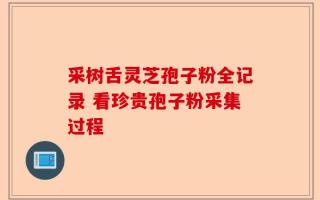 采树舌灵芝孢子粉全记录 看珍贵孢子粉采集过程