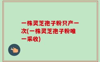 一株灵芝孢子粉只产一次(一株灵芝孢子粉唯一采收)