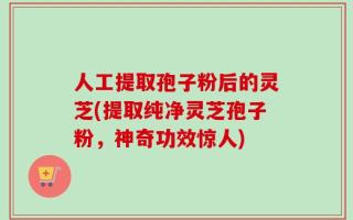 人工提取孢子粉后的灵芝(提取纯净灵芝孢子粉，神奇功效惊人)