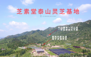 安徽大别山灵芝孢子粉和泰山灵芝孢子粉哪里的好? 安徽大别山灵芝孢子粉和泰山灵芝孢子粉哪里的好?