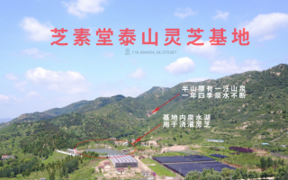 破壁灵芝孢子粉多少钱是怎样决定的？贵的和便宜的有什么区别？