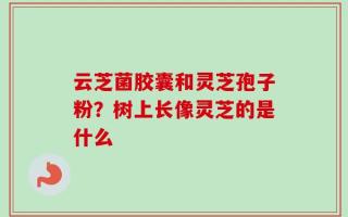 云芝菌胶囊和灵芝孢子粉？树上长像灵芝的是什么