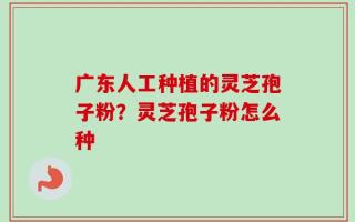 广东人工种植的灵芝孢子粉？灵芝孢子粉怎么种