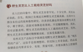 野生灵芝孢子粉功效与作用会更好吗？