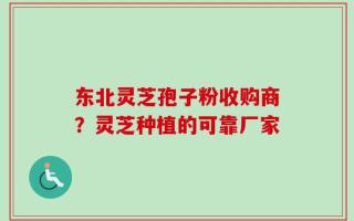 东北灵芝孢子粉收购商？灵芝种植的可靠厂家