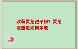 收获灵芝孢子粉？灵芝成熟后如何采收