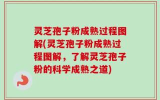 灵芝孢子粉成熟过程图解(灵芝孢子粉成熟过程图解，了解灵芝孢子粉的科学成熟之道)