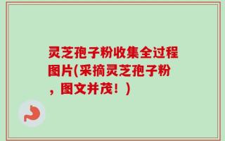 灵芝孢子粉收集全过程图片(采摘灵芝孢子粉，图文并茂！)