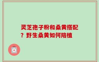 灵芝孢子粉和桑黄搭配？野生桑黄如何陪植