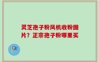 灵芝孢子粉风机收粉图片？正宗孢子粉哪里买