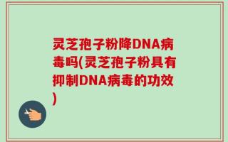 灵芝孢子粉降DNA病毒吗(灵芝孢子粉具有抑制DNA病毒的功效)
