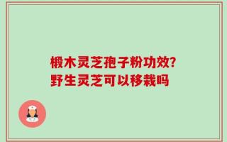 椴木灵芝孢子粉功效？野生灵芝可以移栽吗