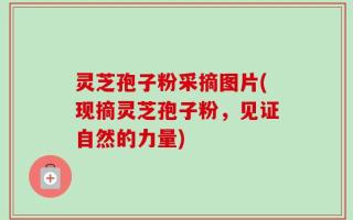 灵芝孢子粉采摘图片(现摘灵芝孢子粉，见证自然的力量)