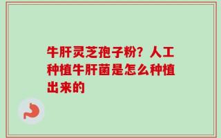 牛肝灵芝孢子粉？人工种植牛肝菌是怎么种植出来的