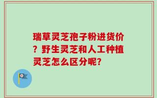 瑞草灵芝孢子粉进货价？野生灵芝和人工种植灵芝怎么区分呢？