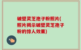 破壁灵芝孢子粉照片(照片揭示破壁灵芝孢子粉的惊人效果)