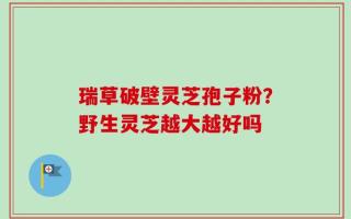 瑞草破壁灵芝孢子粉？野生灵芝越大越好吗