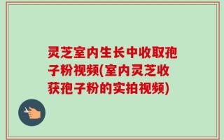 灵芝室内生长中收取孢子粉视频(室内灵芝收获孢子粉的实拍视频)