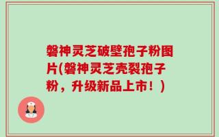 磐神灵芝破壁孢子粉图片(磐神灵芝壳裂孢子粉，升级新品上市！)