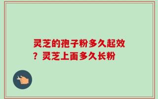 灵芝的孢子粉多久起效？灵芝上面多久长粉