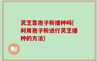 灵芝靠孢子粉播种吗(利用孢子粉进行灵芝播种的方法)