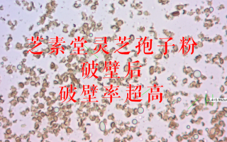 灵芝孢子粉破壁率一般多少？越高越好嘛？