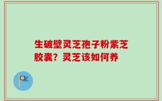 生破壁灵芝孢子粉紫芝胶囊？灵芝该如何养