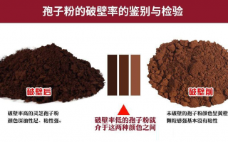 如何区别灵芝孢子粉有无破壁？破壁有什么用？
