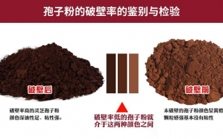 不破壁灵芝孢子粉的功效与作用怎么样？