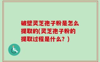 破壁灵芝孢子粉是怎么提取的(灵芝孢子粉的提取过程是什么？)