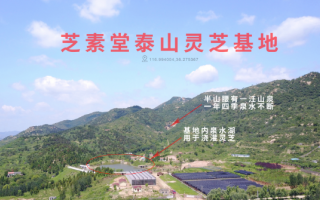 散装的灵芝孢子粉能买吗？正规的是什么样的？
