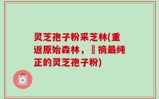 灵芝孢子粉采芝林(重返原始森林，採摘最纯正的灵芝孢子粉)