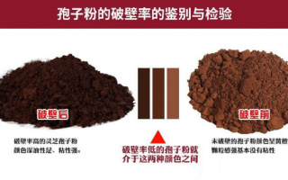 破壁灵芝孢子粉是什么意思？比一般的灵芝孢子粉好在哪？