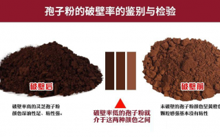 灵芝孢子粉为什么会有油？其实和有效成分有关