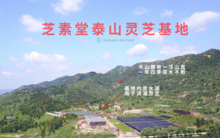 野生灵芝和灵芝孢子粉哪个更好？专家是这样的说的