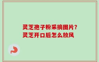 灵芝孢子粉采摘图片？灵芝开口后怎么放风