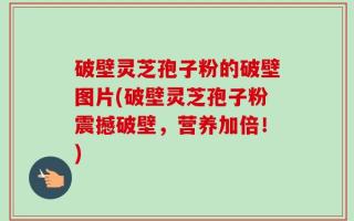 破壁灵芝孢子粉的破壁图片(破壁灵芝孢子粉震撼破壁，营养加倍！)