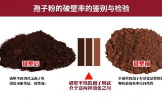 灵芝孢子粉破壁技术破壁率为多少? 灵芝孢子粉破壁技术破壁率为多少?