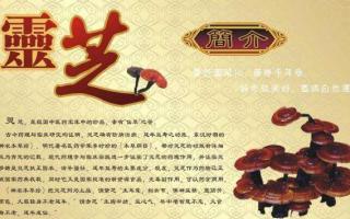 灵芝孢子粉的功效与作用之提高免疫力