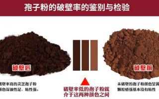 破壁灵芝孢子粉好吗？